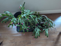 Christmas Cactus, Pilea peperomiodes money plants