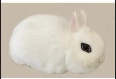 Top Featured Purebred Dwarf Hotot, Neetherland Dwarf bunny rabbi, View more