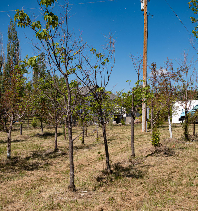 The Best Time to Plant a Tree was 20 years ago Second Best Today