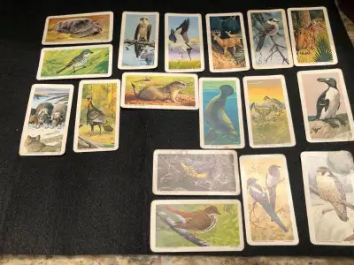 1970 Red Rose 17 wildlife cards., View more
