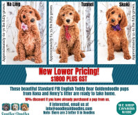 Goldendoodles! Special Pricing on Select Puppies