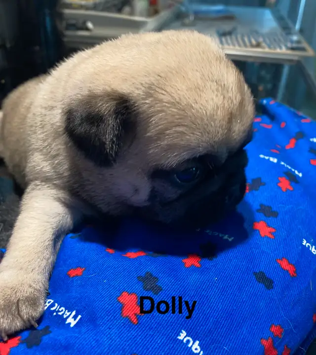 Pugs chiots in Dogs & Puppies for Rehoming in Saint-Jean-sur-Richelieu - Image 6