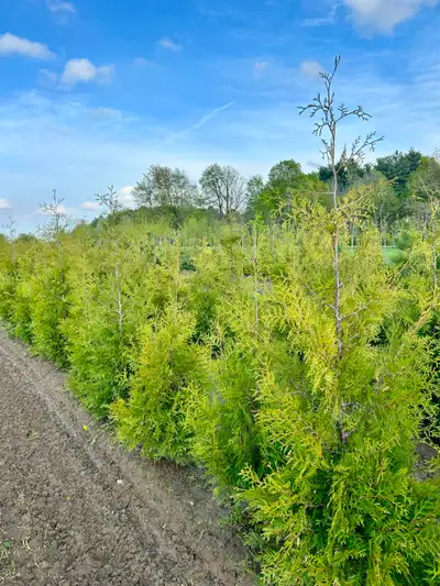 White Cedar Privacy Trees 2000+ Available, View more