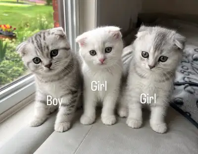 Purebred Scottish Fold/BSH Kittens, View more