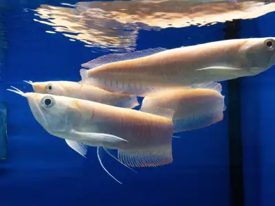 Albino silver arowana, View more