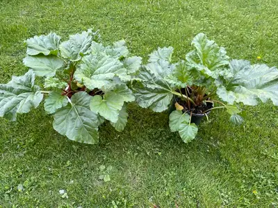 Large Rhubarb plants (3 gallon pots).  $30., View more