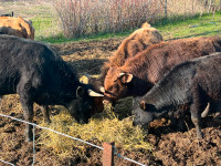 Dexter cattle for sale