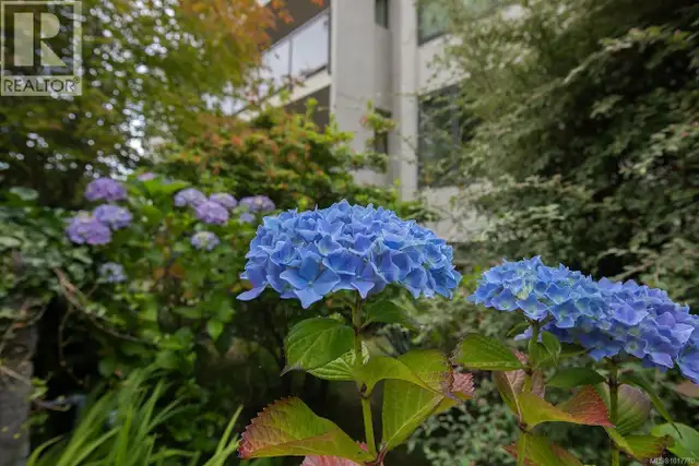 305 1151 Oscar St Victoria, British Columbia in Condos for Sale in Victoria - Image 13