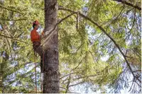 Tree Pruning / Arborist