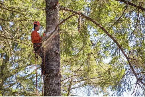 Tree Pruning / Arborist in General Labour in Edmonton