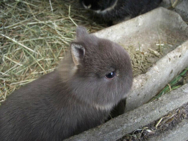 Bébés lapins & lapines Nain de Couleur  x Nain Néerlandais dans Petits animaux à adopter  à Ville de Montréal - Image 4