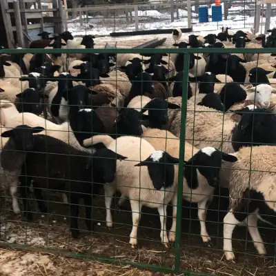 Dorper ewe lambs ready for breeding, View more