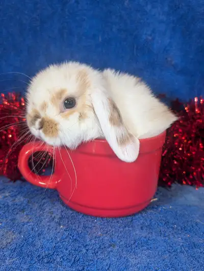Baby Holland lop bunny rabbits, View more