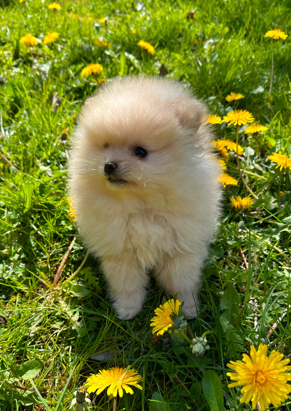 Tiny Female Pomeranian in Dogs & Puppies for Rehoming in Mission - Image 3