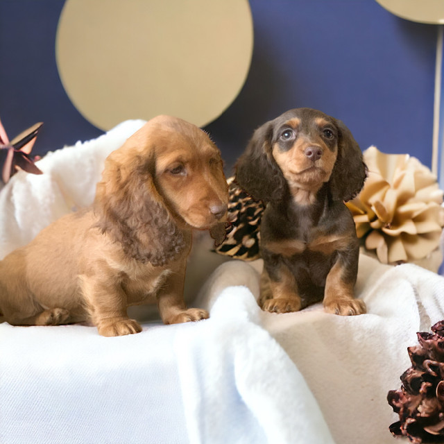 Puppies Dachshund  3 males  available READY TO GO NOW in Dogs & Puppies for Rehoming in Cornwall - Image 3