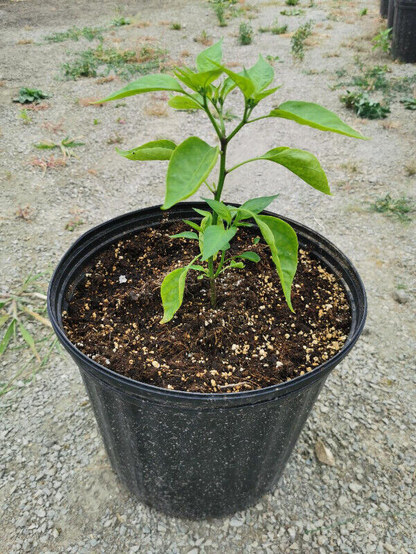 11.50 Litres 3.04 gallons  grow pots for Sale $1.00 Each in Plants, Fertilizer & Soil in Trenton - Image 4