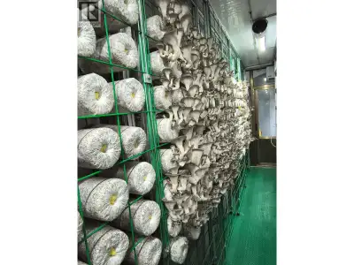 Turnkey container mushroom farm for sale'plug-and-play and profitable from day one. This compact, cl...