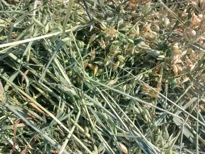 GREENFEED OATS  ROUND BALES, View more