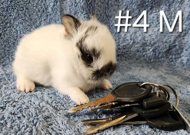 Great Featured Purebred Netherland Dwarf, Holland Lop, Hotot bun in Small Animals for Rehoming in Ottawa - Image 6