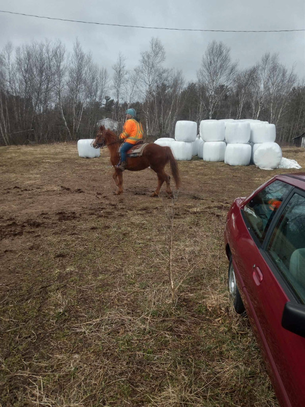 Appendix QH Mare in Horses & Ponies for Rehoming in Annapolis Valley - Image 2