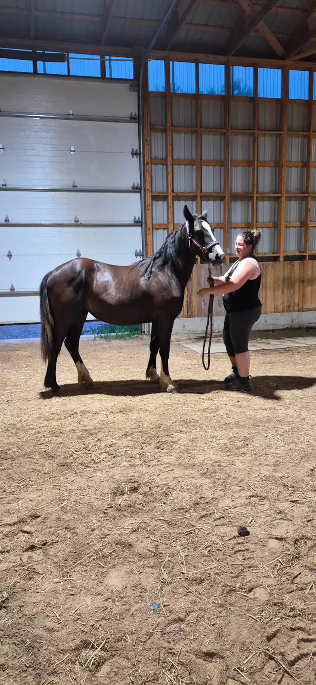 Gypsy X Yearling Filly in Horses & Ponies for Rehoming in Owen Sound - Image 7