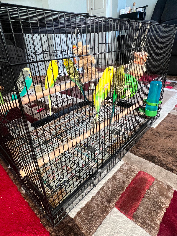Birds and cages in Birds for Rehoming in Mississauga / Peel Region - Image 2