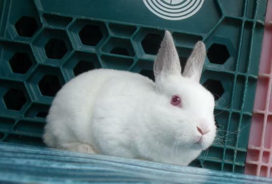 Bébés lapins & lapines Rex Miniature dans Petits animaux à adopter  à Laval/Rive Nord - Image 4