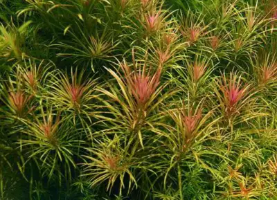 Aquarium aquatic plants moss bucephalandra *huge list*, View more