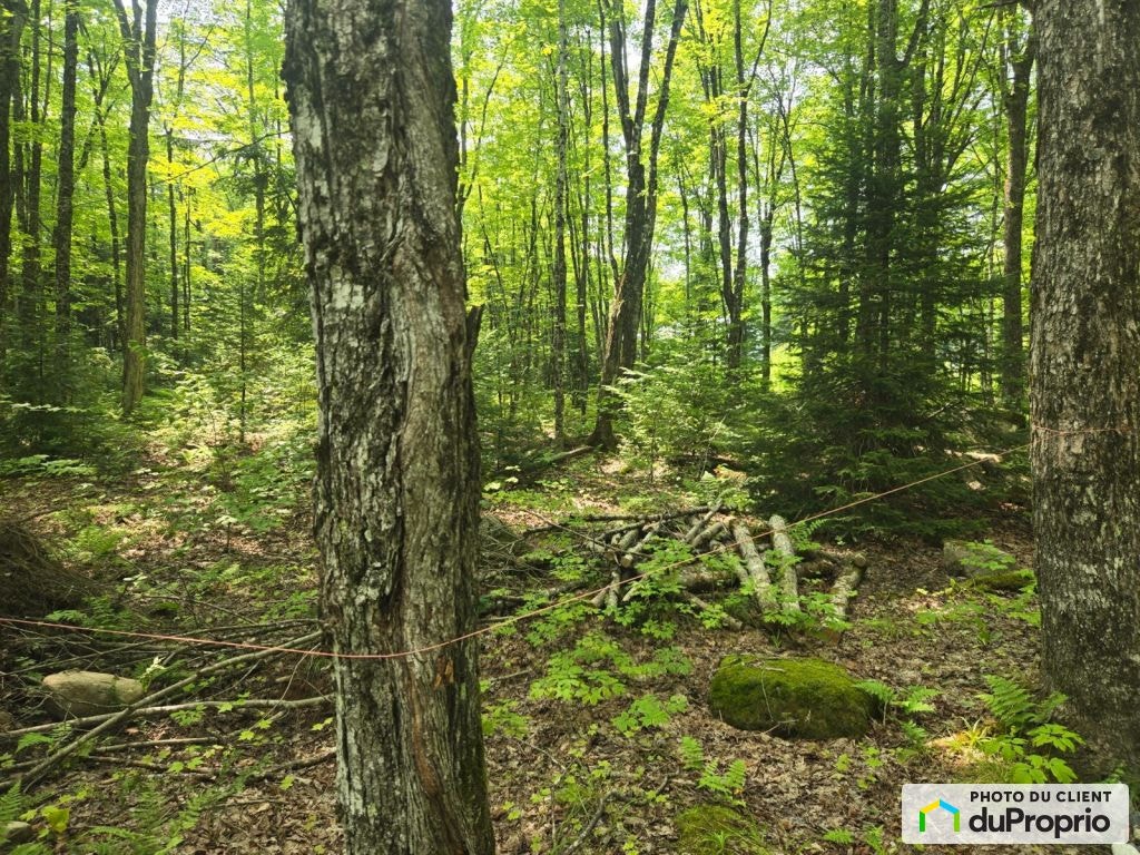$115,000 - Wood Lot for sale in Milan — photo 3