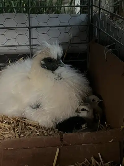 Chicks, three little Easter-eggers, View more