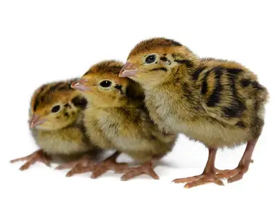 Extra Large Jumbo Quail Eggs and Chicks avaialbleTrue Jumbo Bro, View more