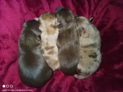 Pomeranian Toy Aussie X I don't do emails or texts.Pls Phone. We have four OOPS PUPS..# is at the ve...