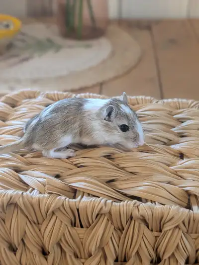 Gerbils 10$, View more