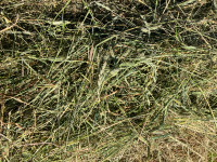 Grass hay mini round bales