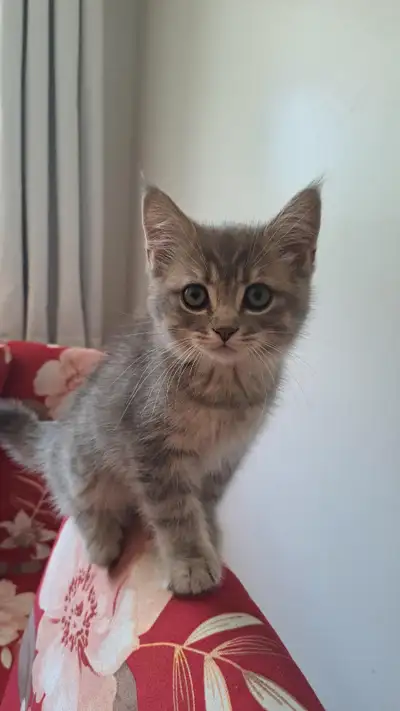Male Tabby British Longhair Kitten for Rehome, View more