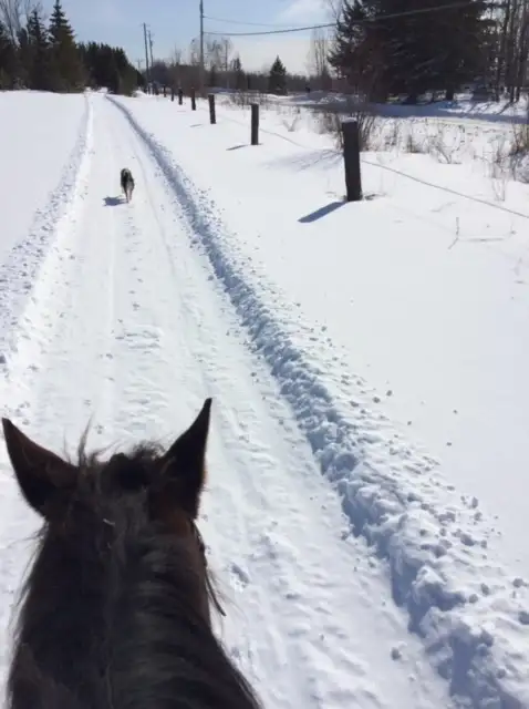 Horse Boarding Callander Area in Equestrian & Livestock Accessories in North Bay - Image 9