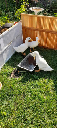Oie Adoptez Ou Relogez Des Animaux De Ferme Dans Quebec Petites Annonces De Kijiji