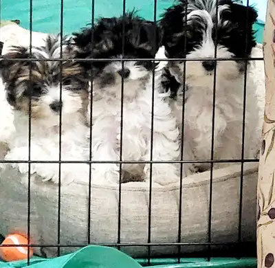 Pinetree Kennel (CKC) is accepting Deposits to rehome puppies for early-May 2025. $2000/e as pets! R...