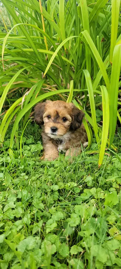 Chiot Maltipoo, View more