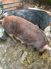 Four sows and one boar