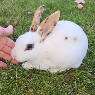 EXTRAORDINARY MINI REX, HOLLAND LOP, LIONHEAD, NETHERLAND DWARF baby bunny rabbits Home-raised, litt...
