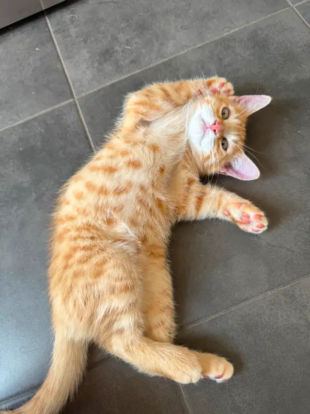 Urgent ** Magnifique portée surprise !! À qui la chance! in Cats & Kittens for Rehoming in Québec City - Image 8