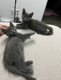 Purebred Nebelung / long-haired Russian Blue kittens