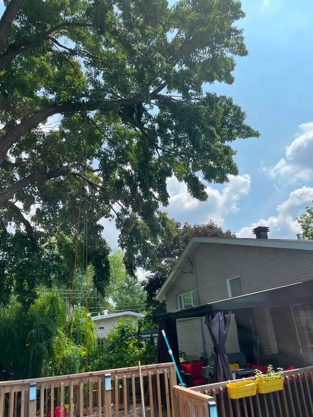 Pruning and Tree Trimming