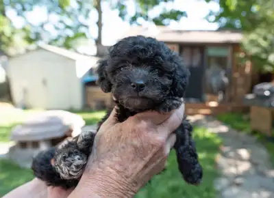 Silver Phantom Shi-Poo puppies - Ready for Adoption, View more
