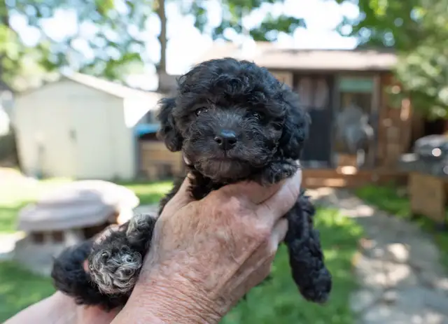 Silver Phantom Shi-Poo puppies - Ready for Adoption in Dogs & Puppies for Rehoming in Owen Sound - Image 3