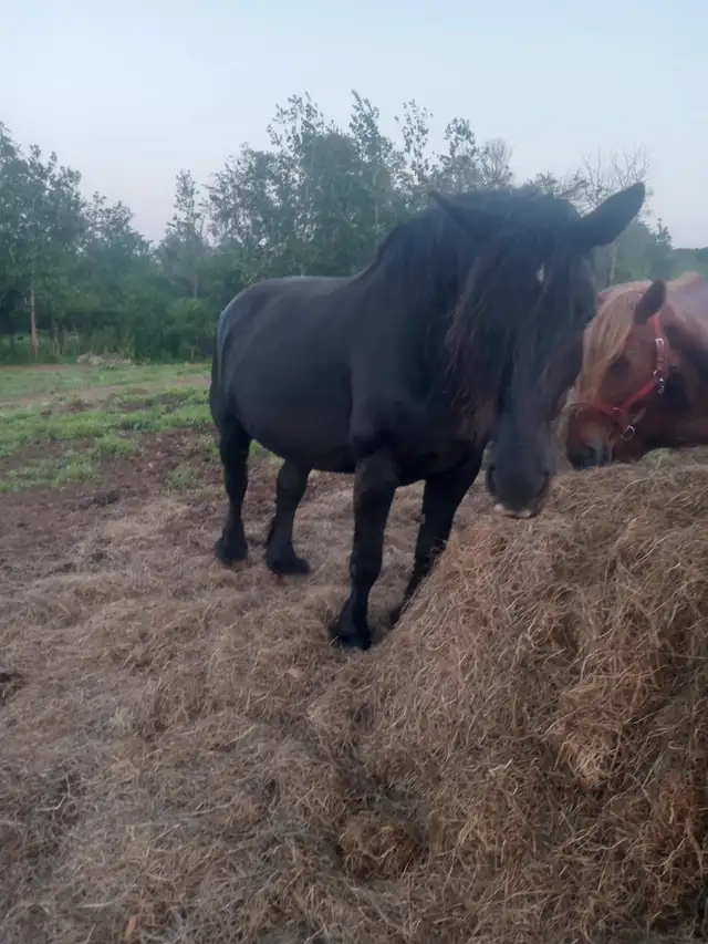 PERCHERON MARE in Horses & Ponies for Rehoming in Annapolis Valley - Image 9