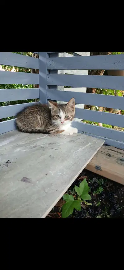 kittens for sale, View more
