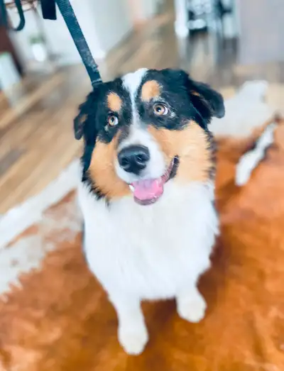 CKC Registered Australian Shepherd Dog, View more