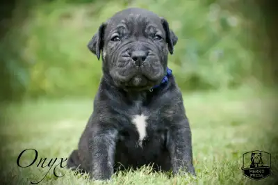Presa Canario Puppies, View more
